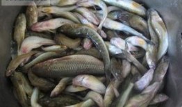 海鲶鱼被爆料视频大全下载,视频大全下载背后的真相与争议