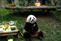 上海熊猫爆料事件最新,真相与争议交织的动物保护风波