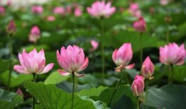 莲花在线最新爆料