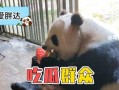 娱乐吃瓜大熊猫视频,一场娱乐吃瓜盛宴