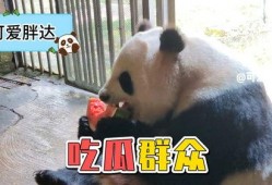娱乐吃瓜大熊猫视频,一场娱乐吃瓜盛宴