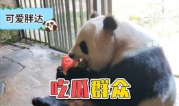 娱乐吃瓜大熊猫视频,一场娱乐吃瓜盛宴