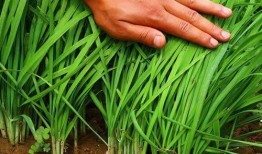 美国割韭菜爆料视频播放,视频爆料揭示惊人内幕