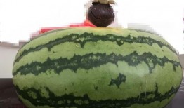 免费请大家吃瓜,共享欢乐时光！