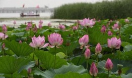 莲花在线最新爆料