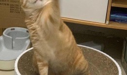 深圳猫租客最新爆料新闻,揭露租房行业潜规则与猫患问题