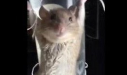 最新老鼠爆料新闻视频大全,揭秘娱乐圈幕后真相