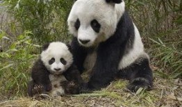 娱乐吃瓜大熊猫视频,一场娱乐吃瓜盛宴
