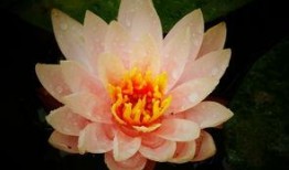 莲花在线最新爆料