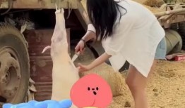 家暴吃瓜网红视频,网红家暴事件背后的真相与反思