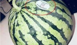 网红吃瓜吃啥,揭秘网红们钟爱的美食清单