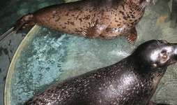 加菲最新爆料,揭秘娱乐圈不为人知的秘密