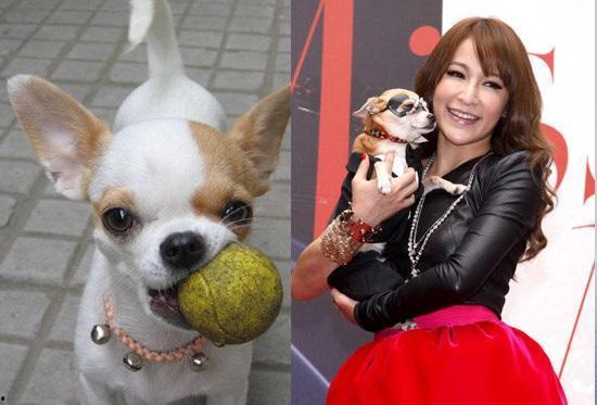 娱乐吃瓜酱小狗看坐在小车里